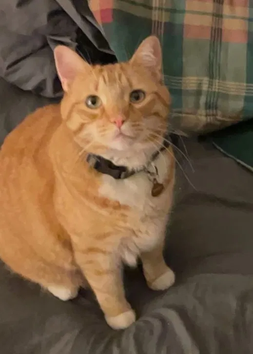 Lost cat in Huntington Beach, CA, 92646