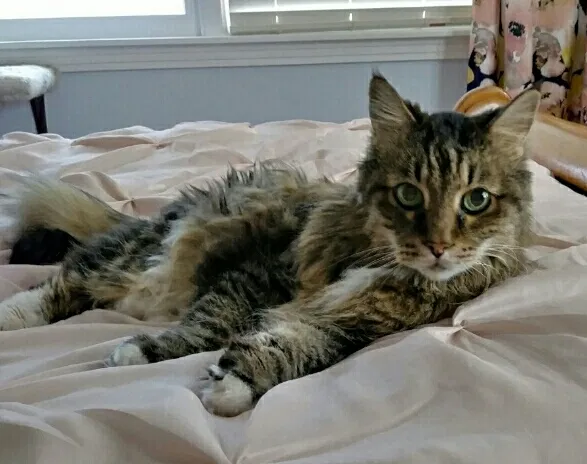 Lost cat in Lubbock, TX, 79410