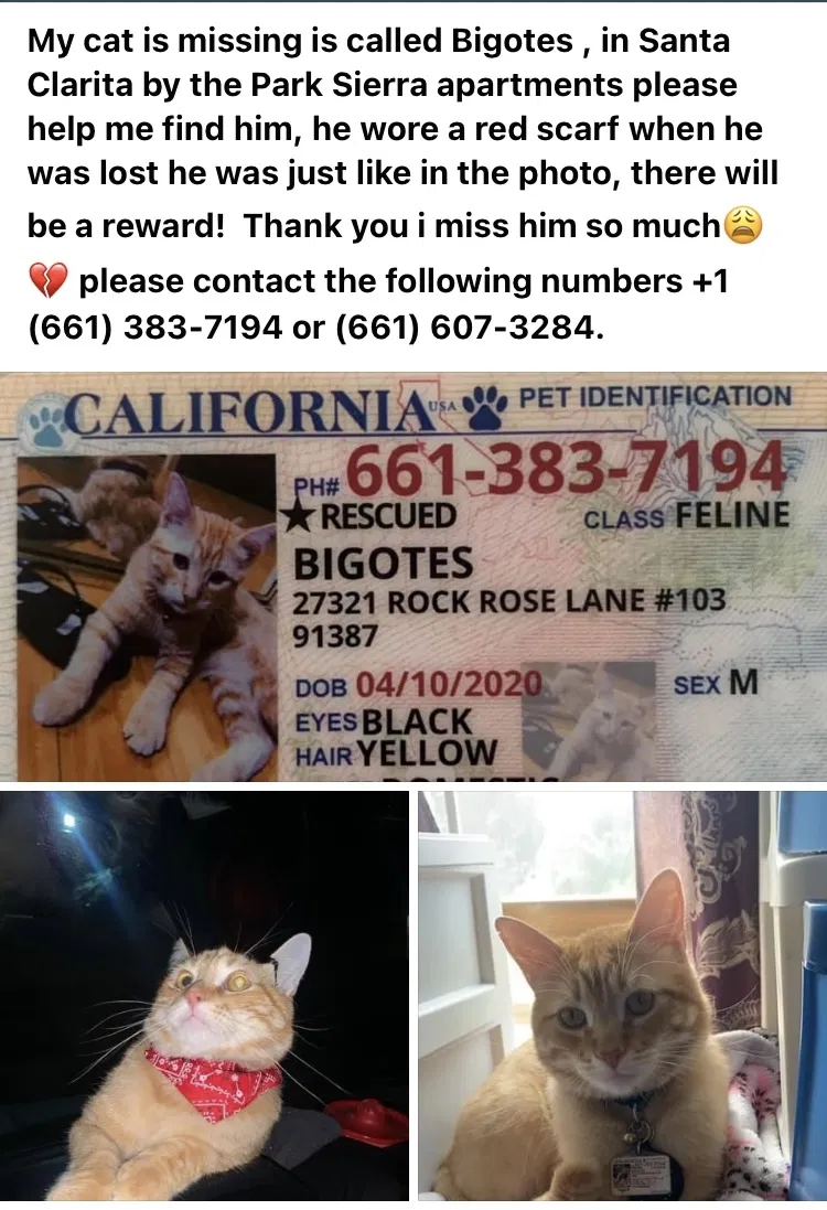 Lost cat in Canyon Country, CA, 91387