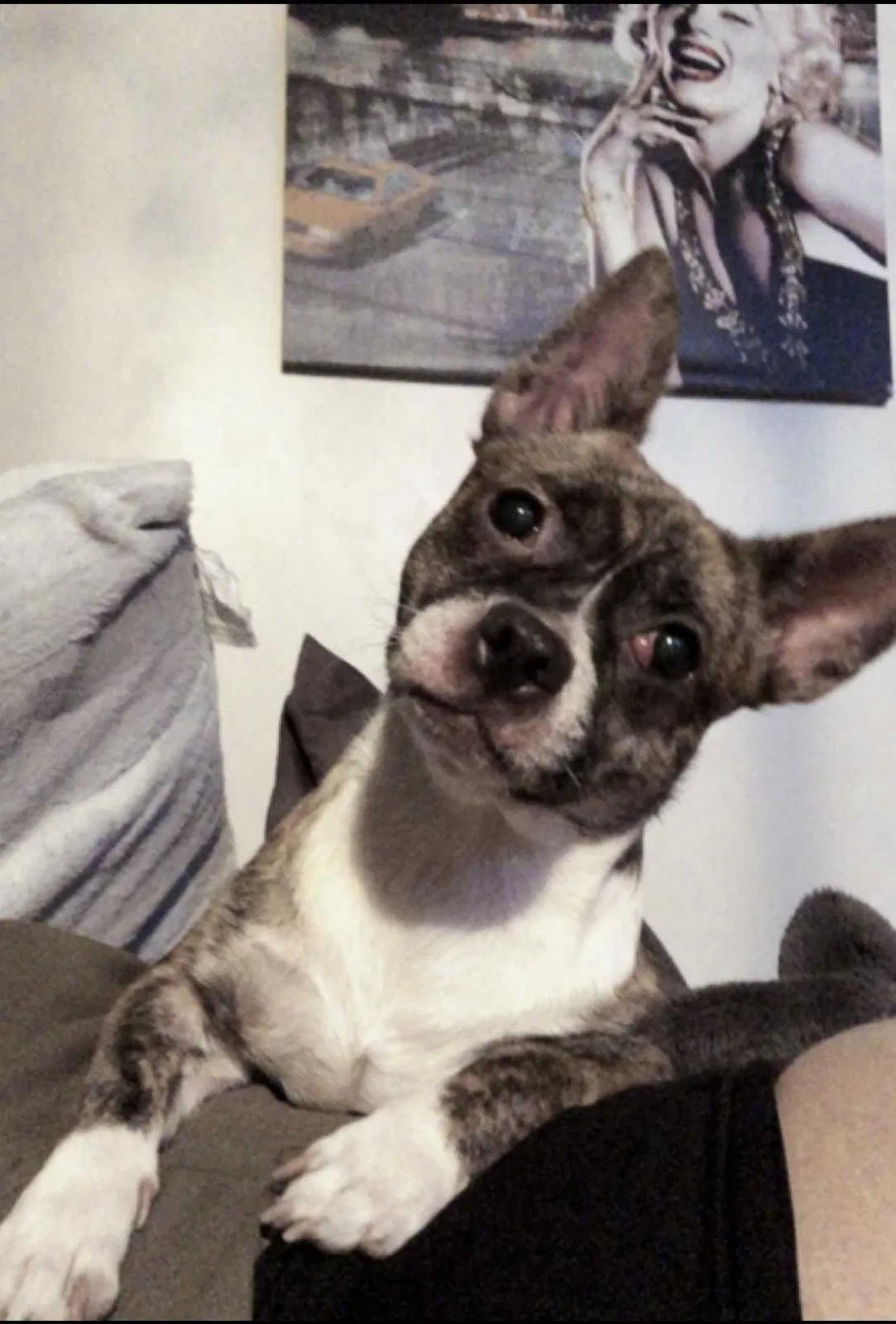 Lost dog in Bronx, NY, 10453