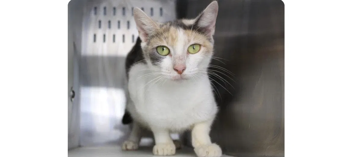 Lost cat in Tallahassee, FL, 32301
