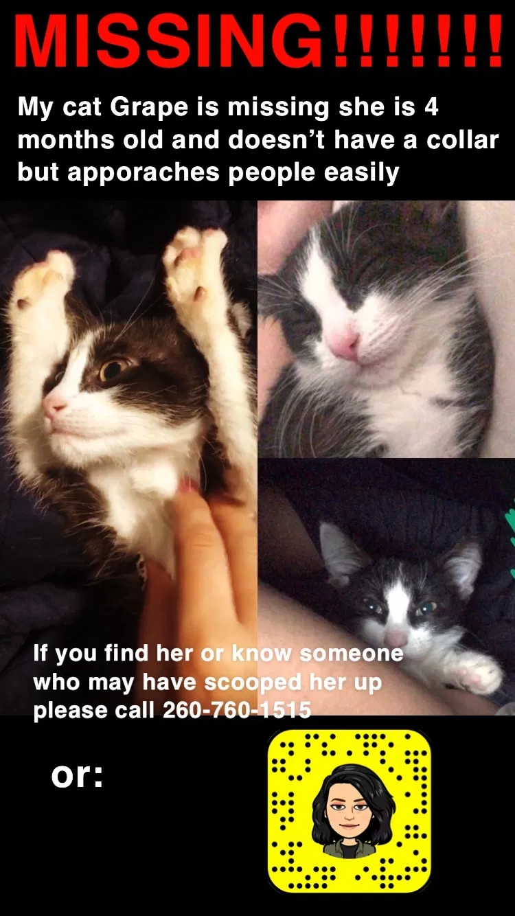 Lost cat in Fort Wayne, IN, 46807