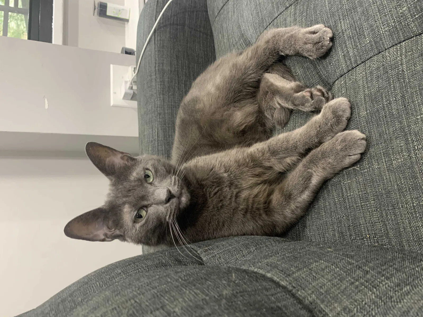 Lost cat in Bronx, NY, 10467