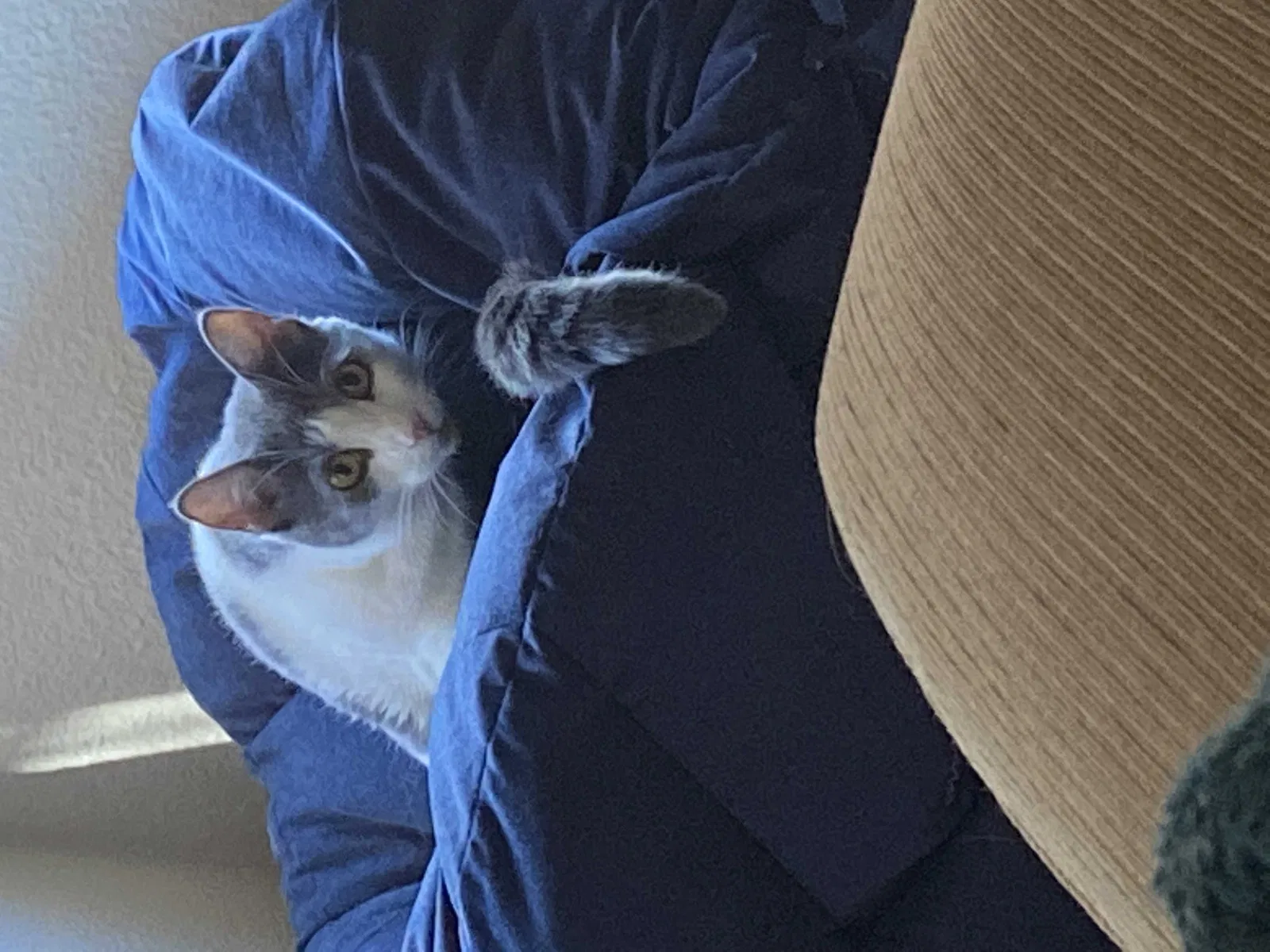 Lost cat in Temecula, CA, 92592
