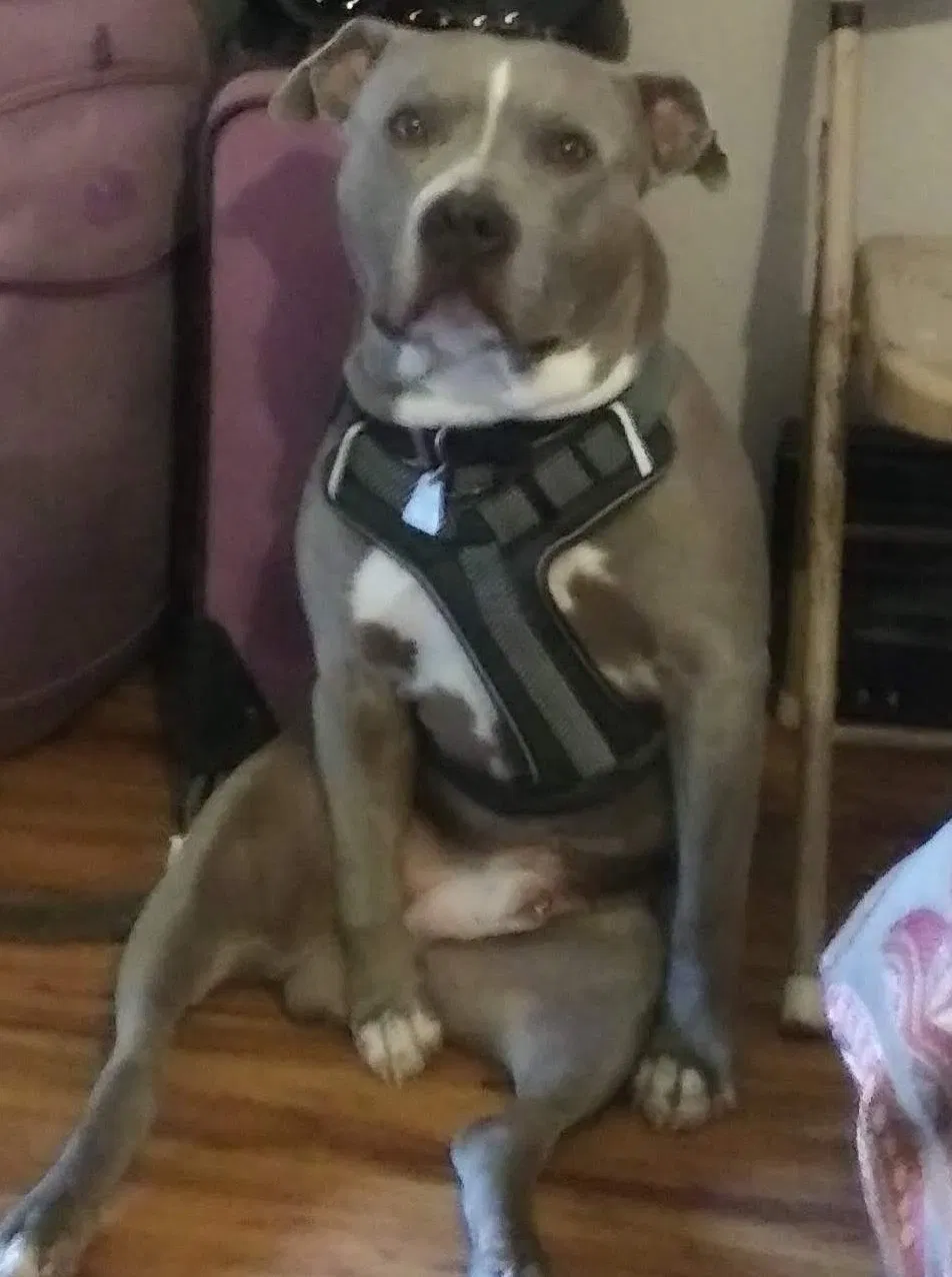 Lost dog in Apple Valley, CA, 92307