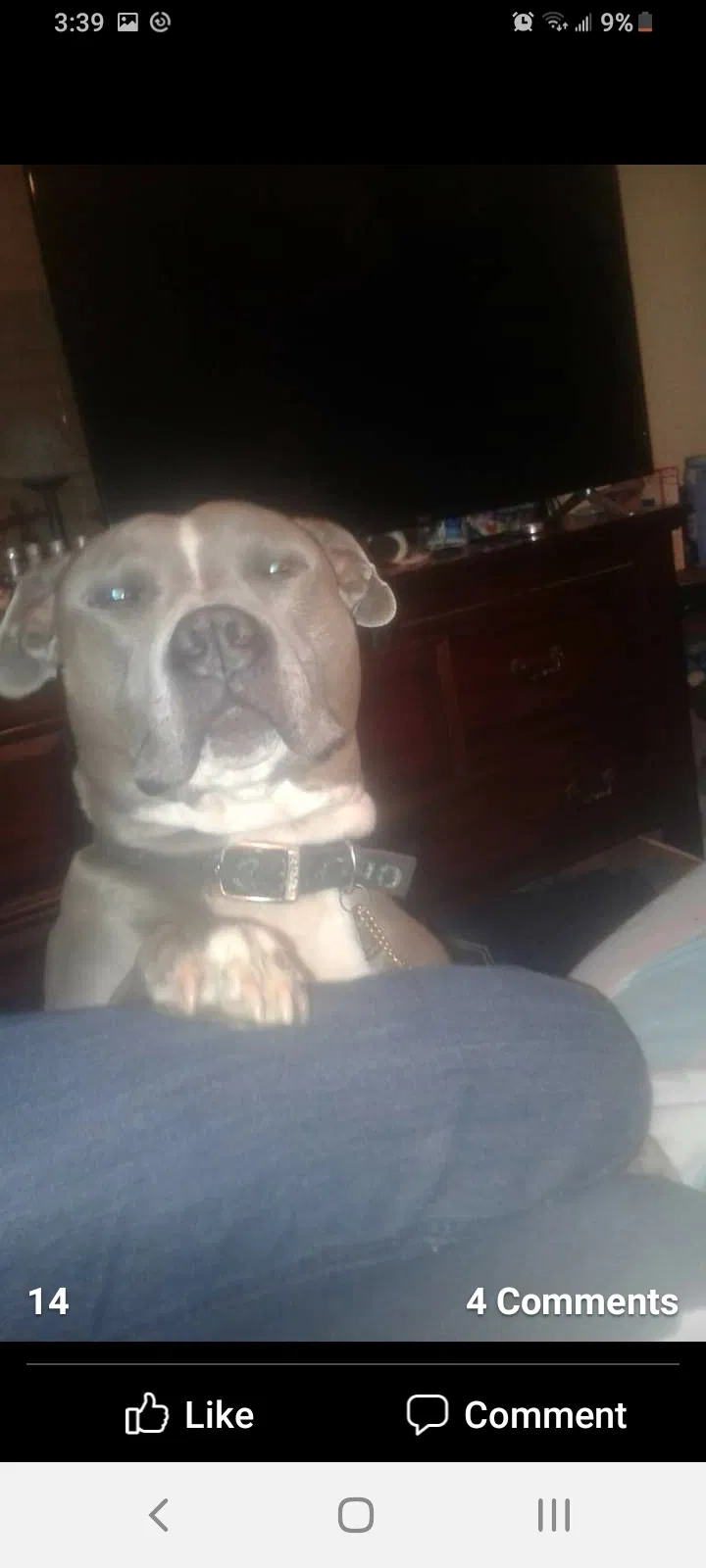 Lost dog in Bullhead City, AZ, 86429