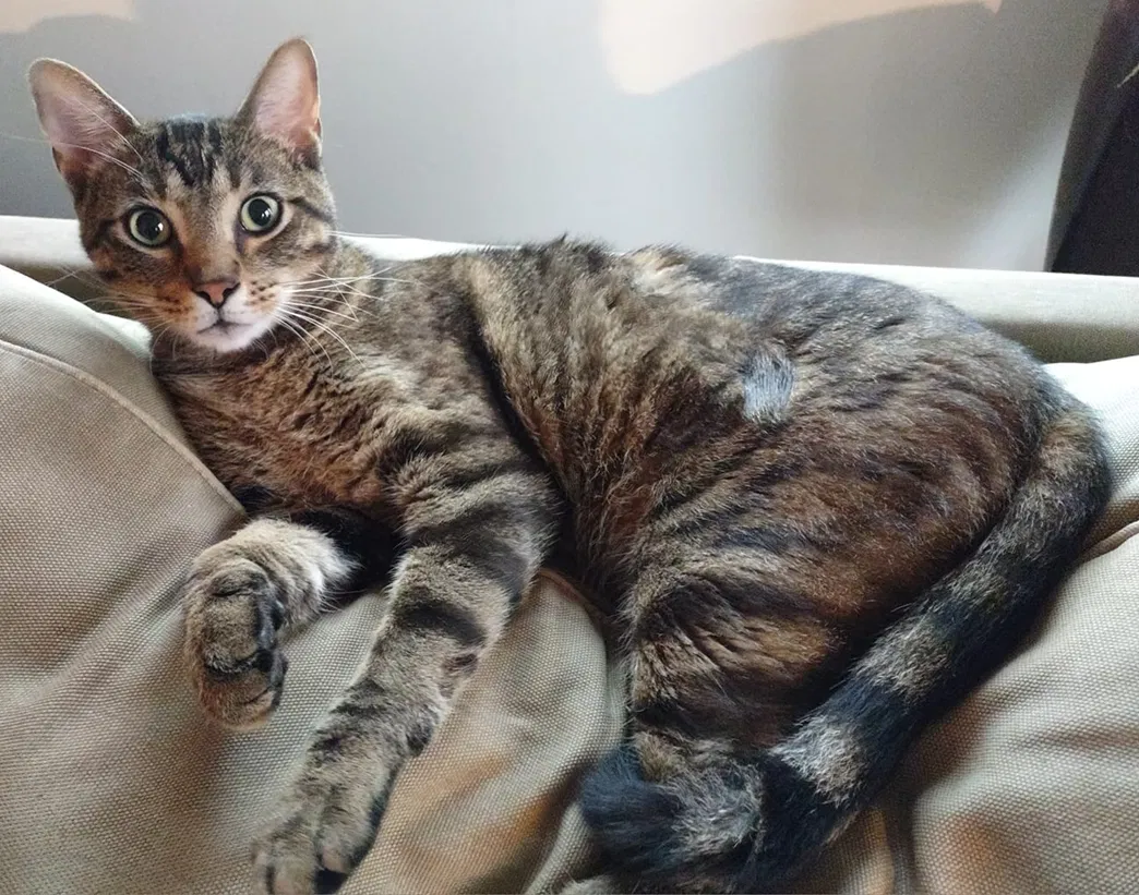 Lost cat in Springfield, MO, 65802