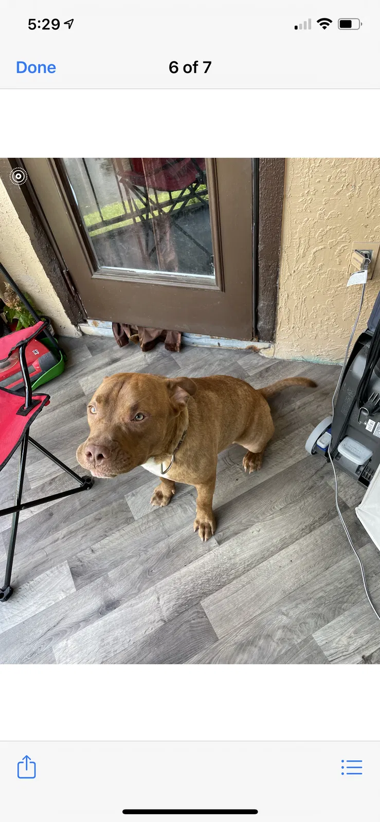 Lost dog in Kissimmee, FL, 34741