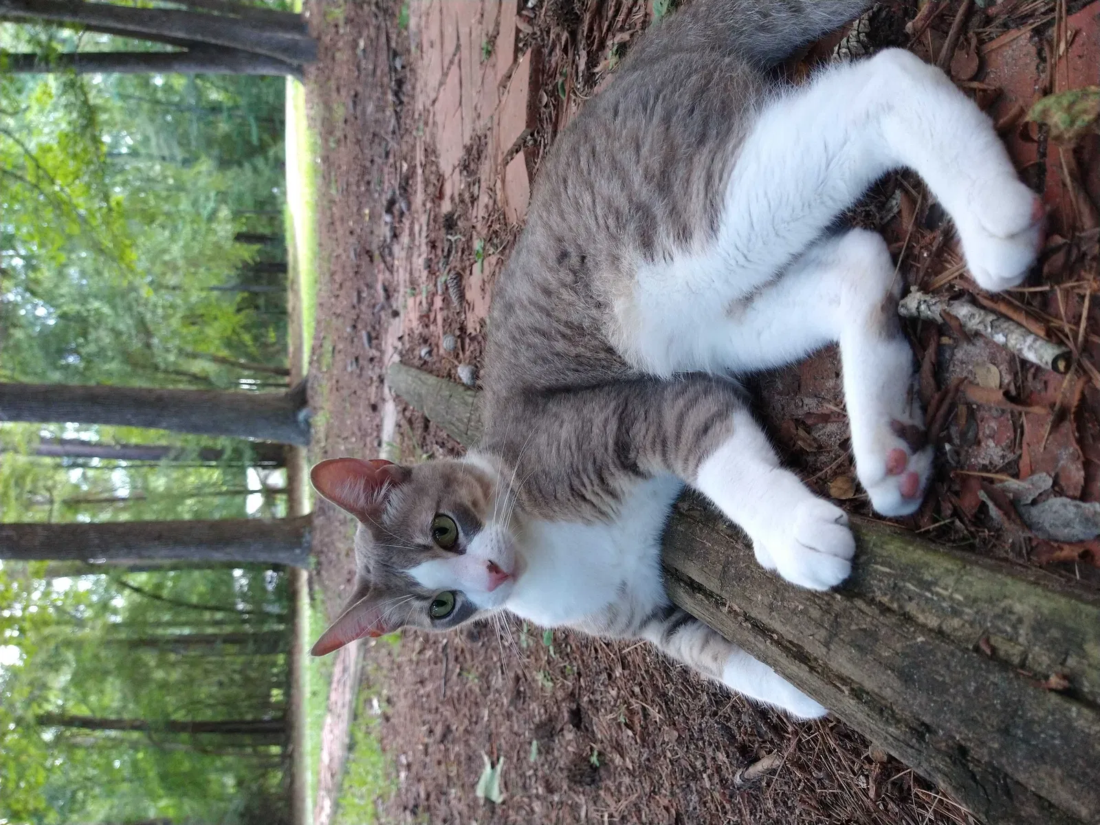 Lost cat in Huntsville, TX, 77340