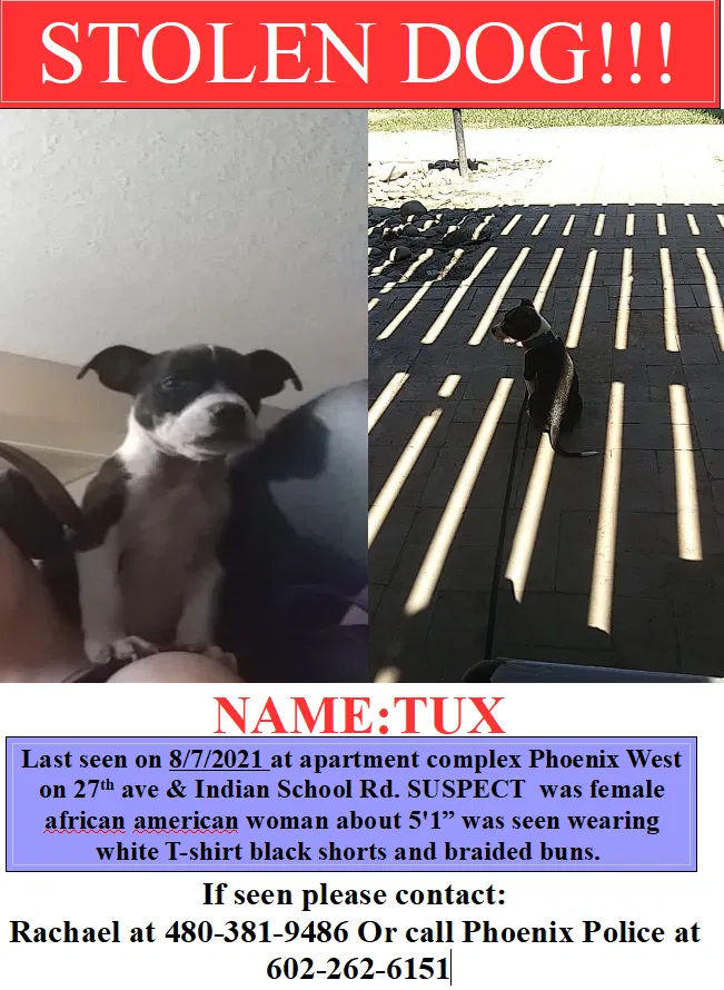 Lost dog in Phoenix, AZ, 85017