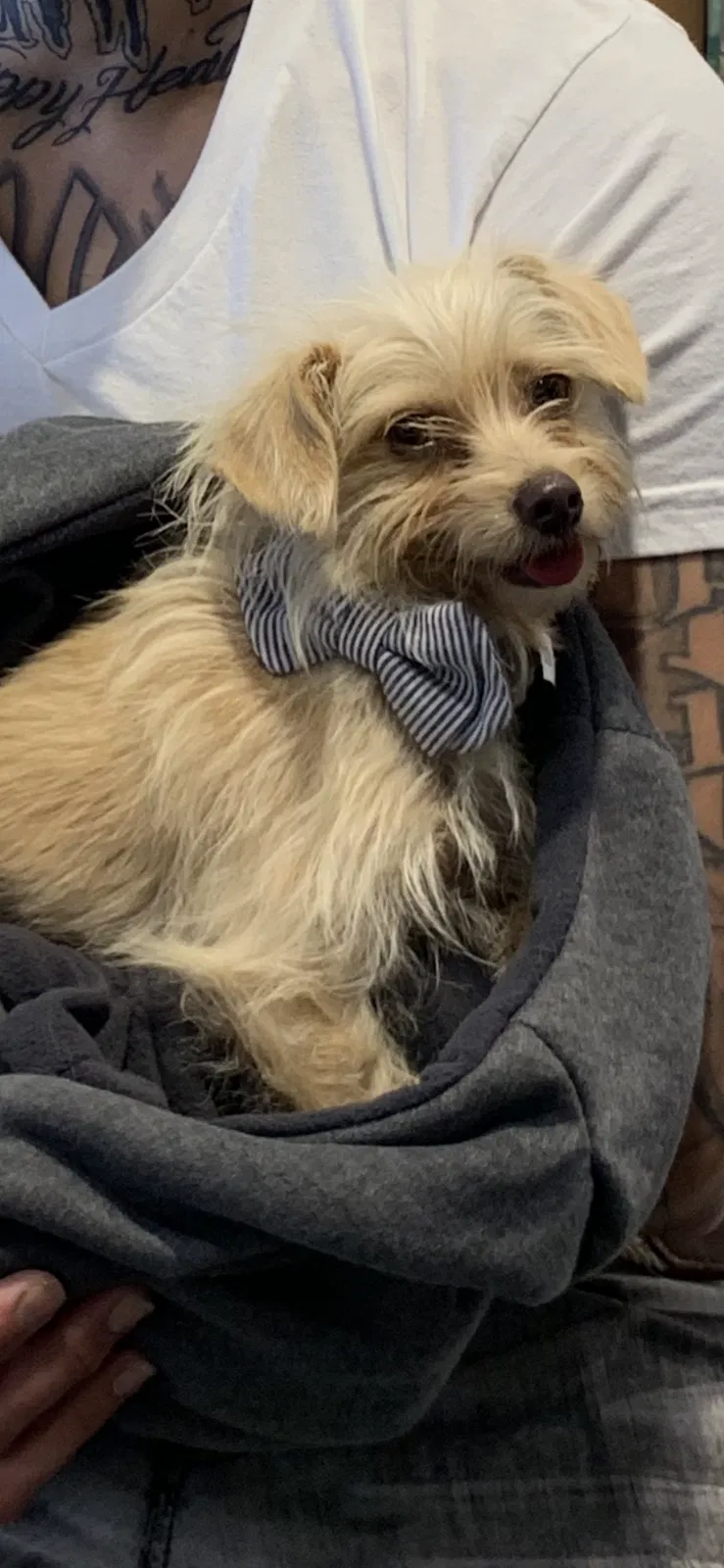 Lost dog in Los Angeles, CA, 90038