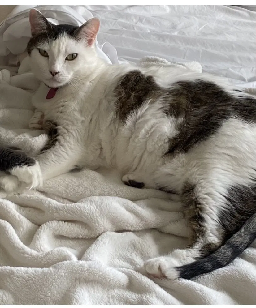 Lost cat in Edmond, OK, 73034