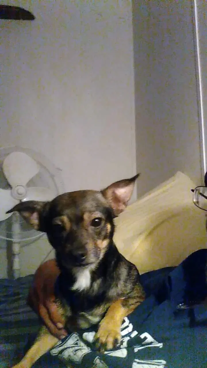 Lost dog in Wilmington, OH, 45177