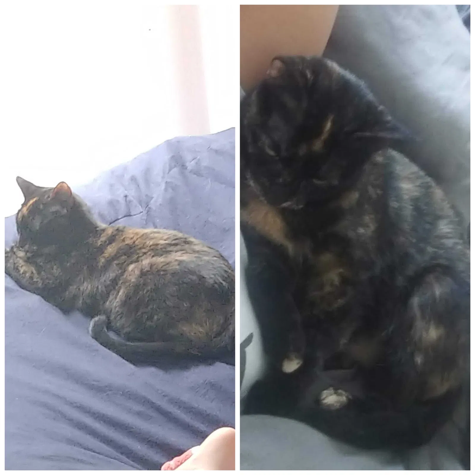 Lost cat in Grove City, OH, 43123