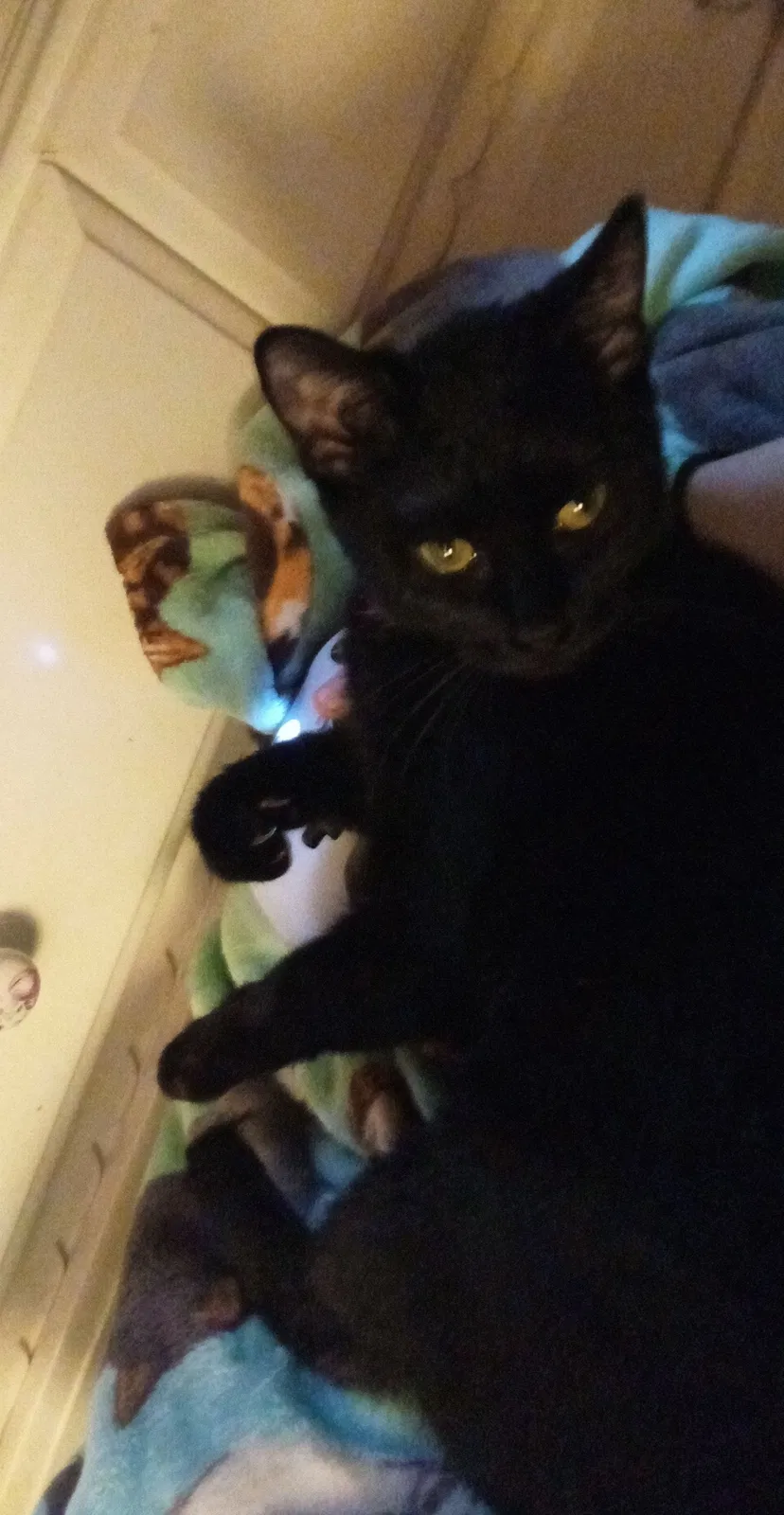 Lost cat in Crest Hill, IL, 60403