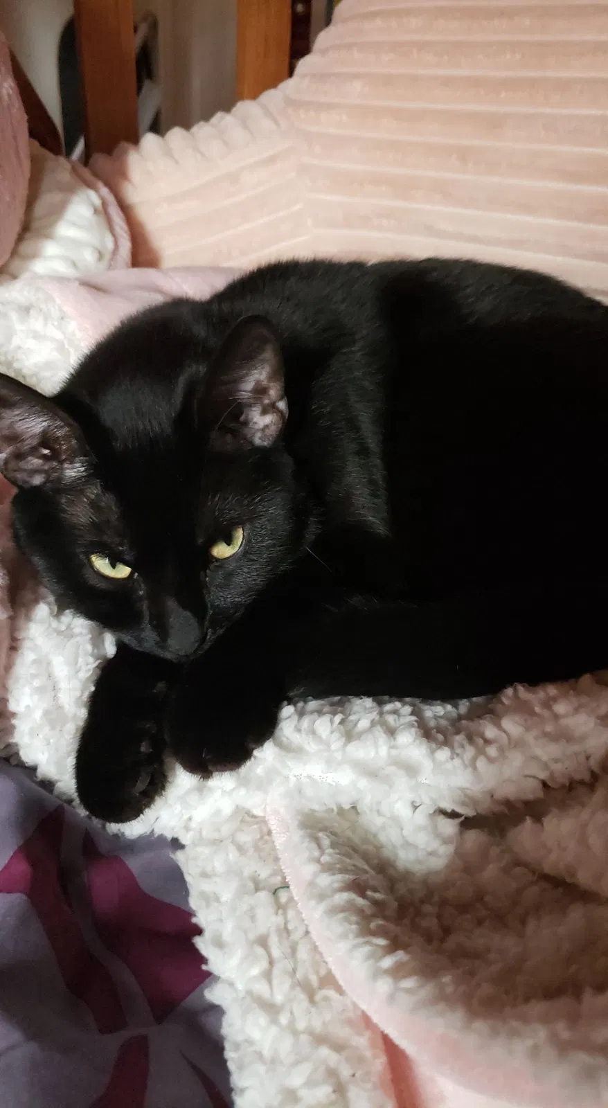 Lost cat in Windsor, CO, 80550