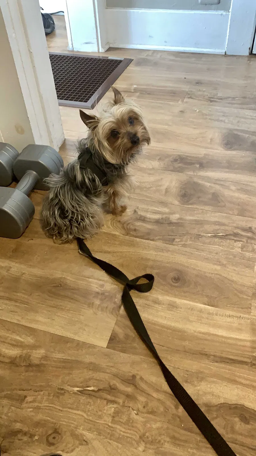 Lost dog in Los Angeles, CA, 90062