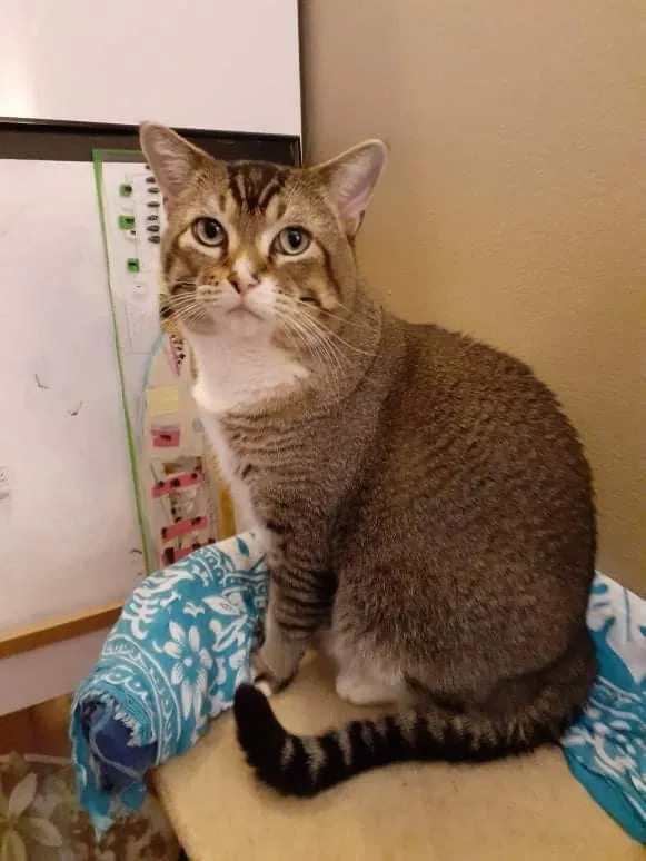 Lost cat in Minneapolis, MN, 55403