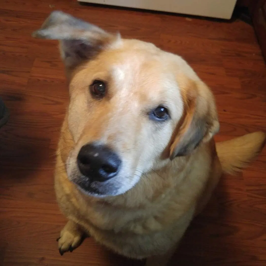 Lost dog in Bryan, OH, 43506