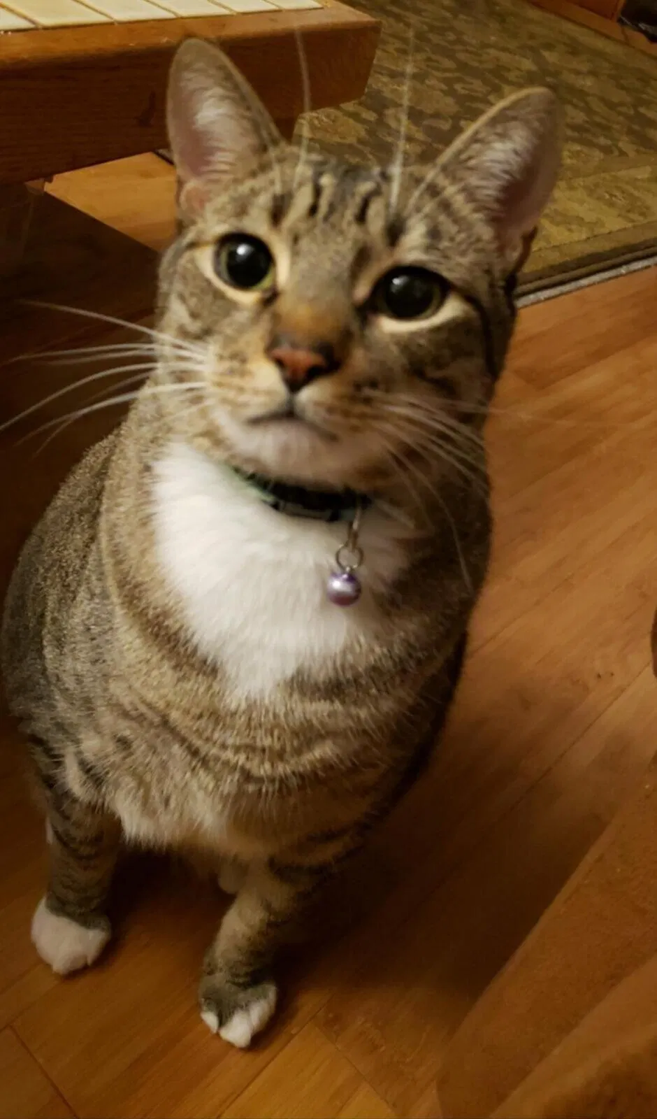 Lost cat in Unknown, OR, 97003