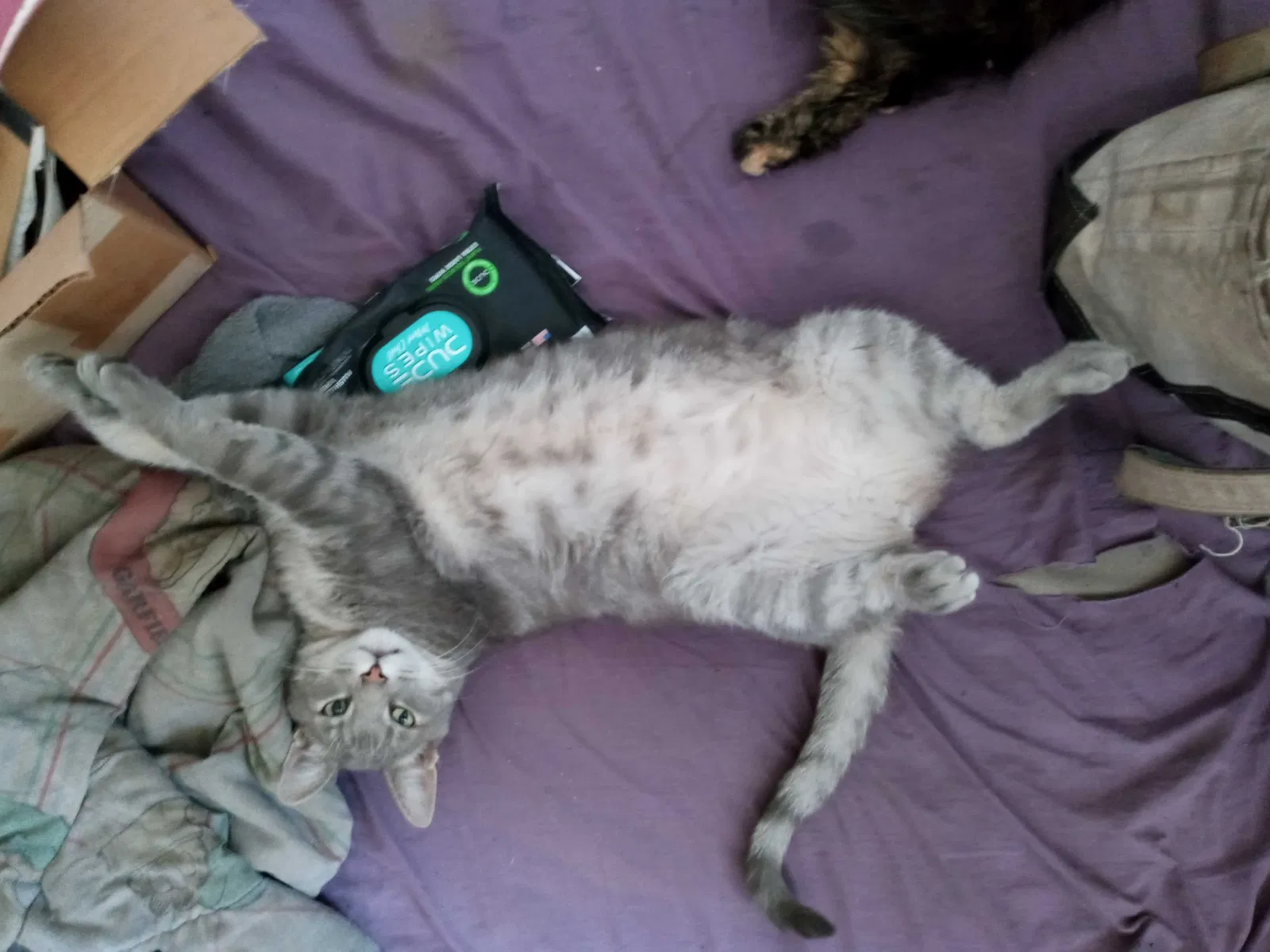 Lost cat in Albuquerque, NM, 87112