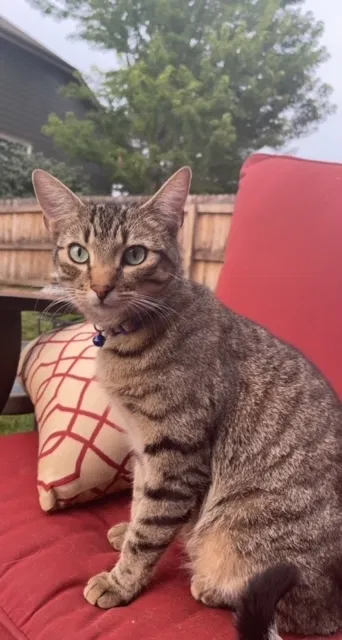 Lost cat in Parker, CO, 80134