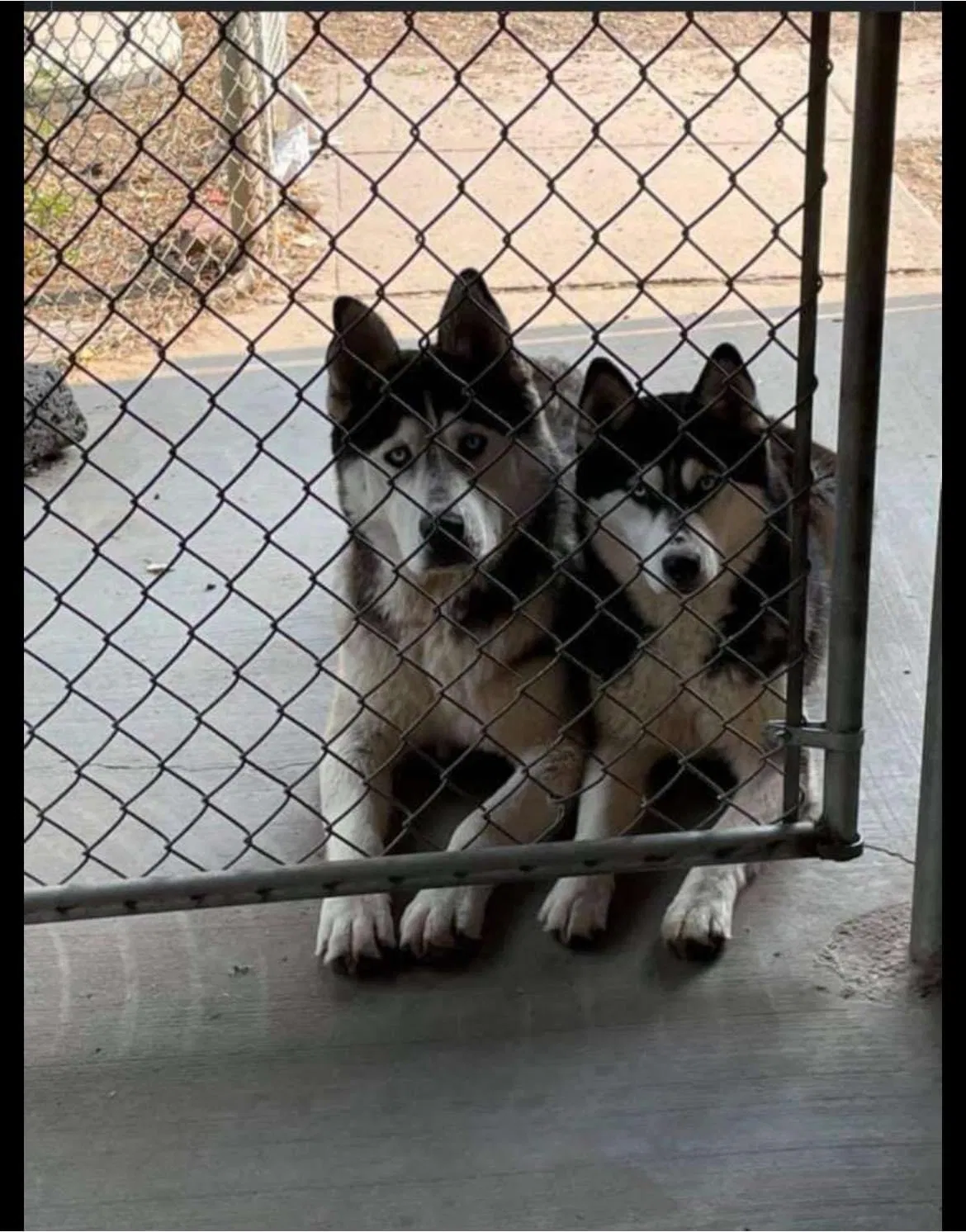 Lost dog in Santa Fe, NM, 87506