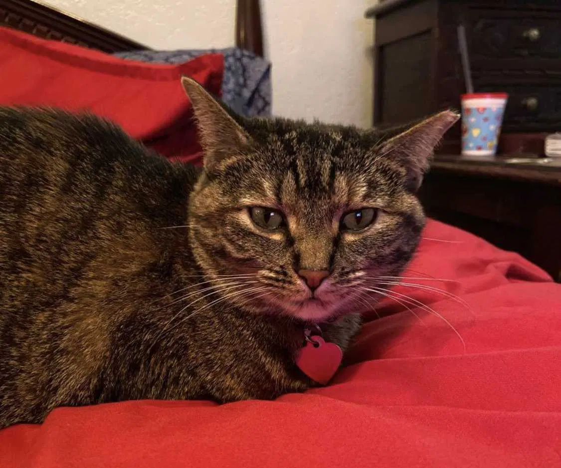 Lost cat in Oklahoma City, OK, 73116