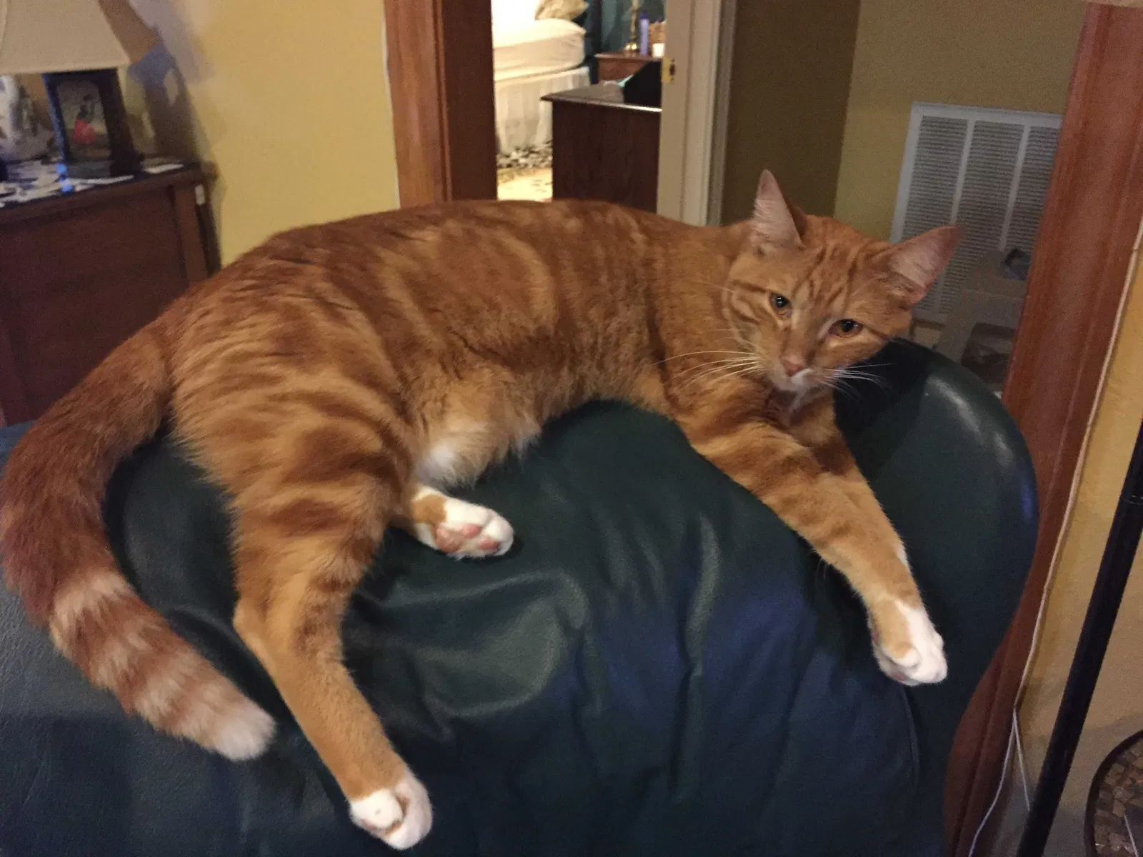 Lost cat in Spring, TX, 77380