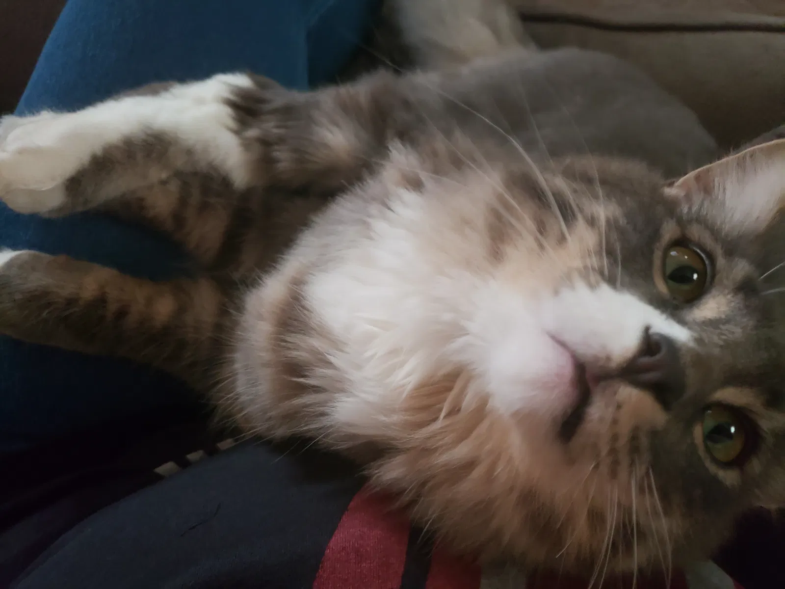 Lost cat in Silverdale, WA, 98383