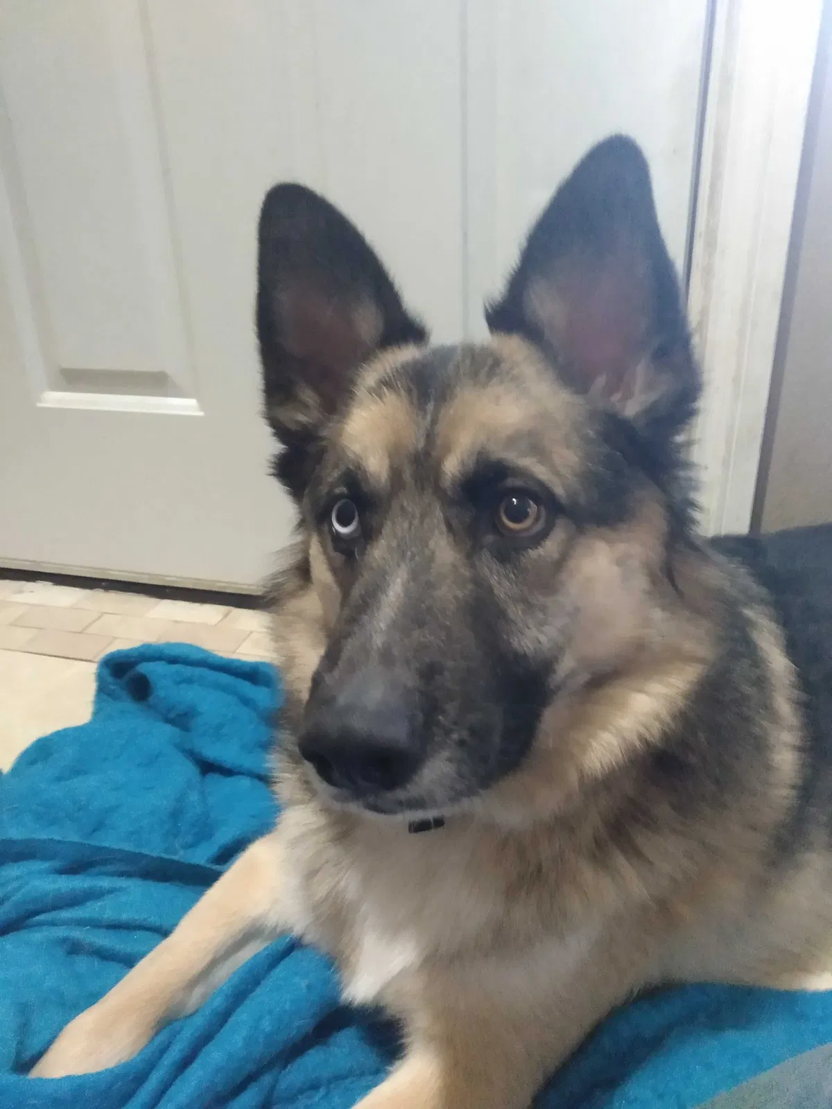 Lost dog in Olympia, WA, 98502