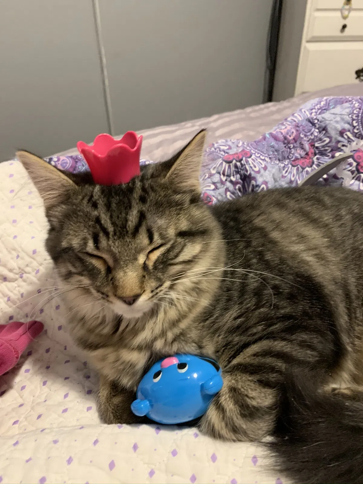 Lost cat in Denver, CO, 80236