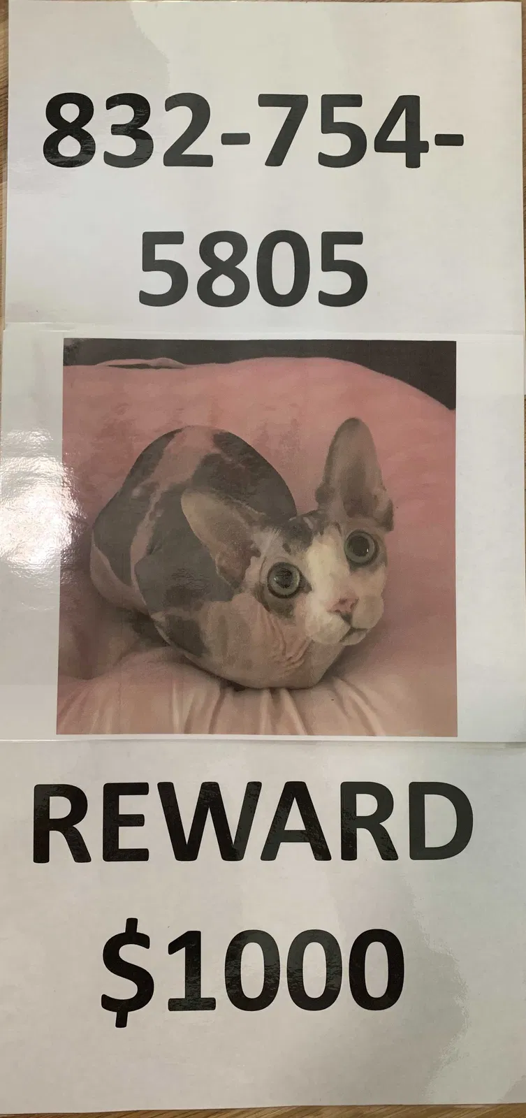Lost cat in Cleveland, TX, 77328