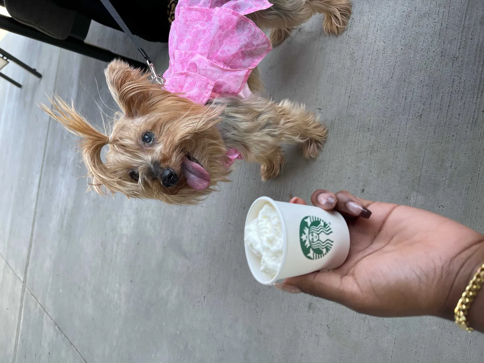 Lost dog in Mckinney, TX, 75071