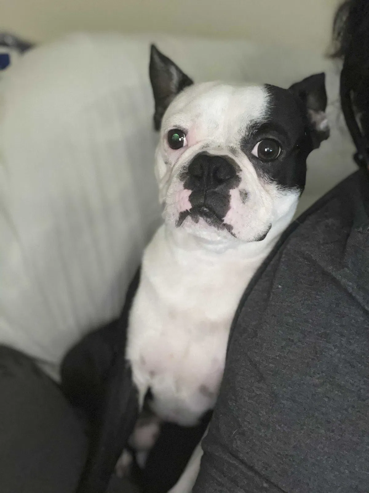 Lost dog in Jacksonville, FL, 32244