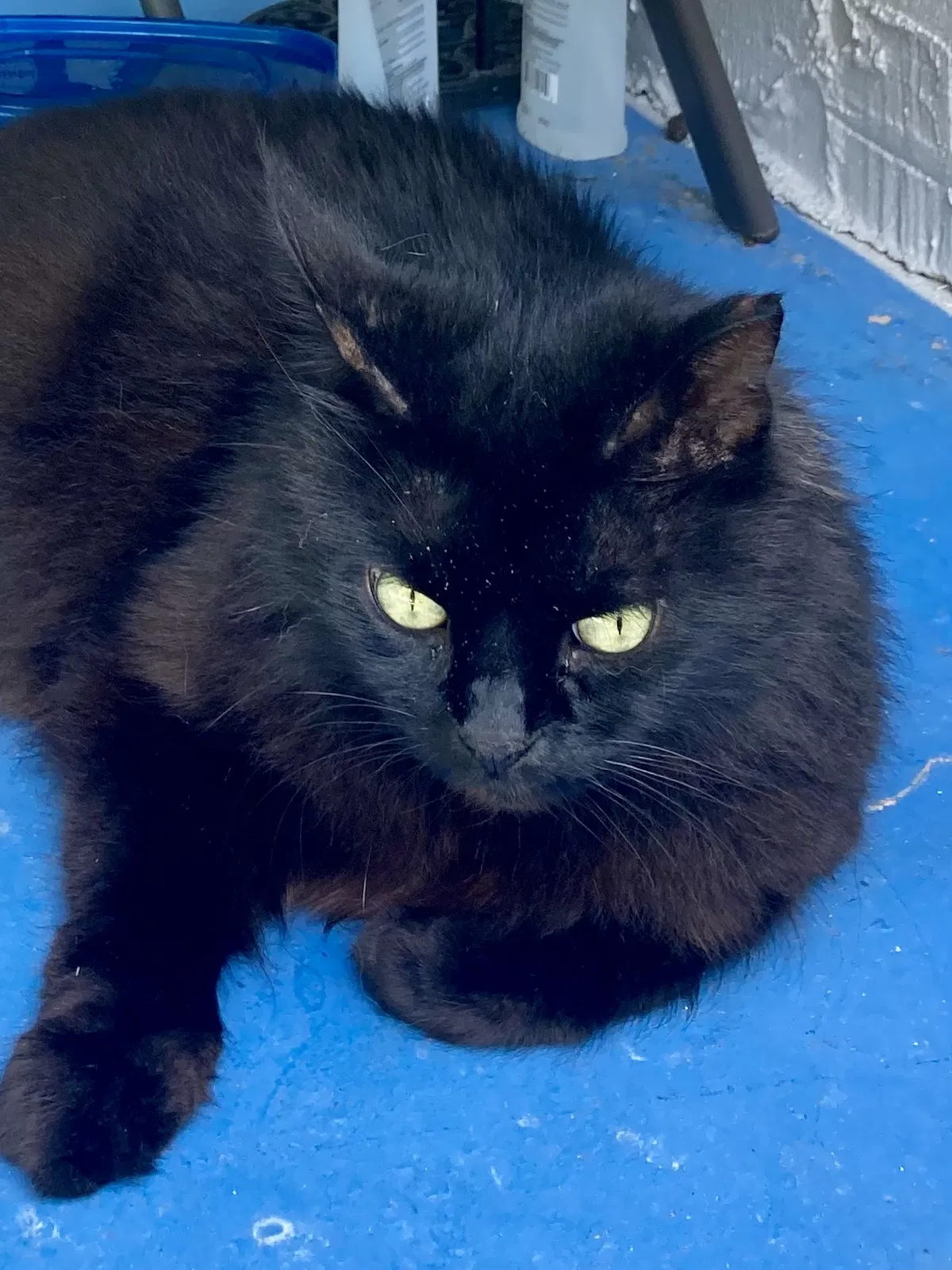 Lost cat in Ponte Vedra Beach, FL, 32082