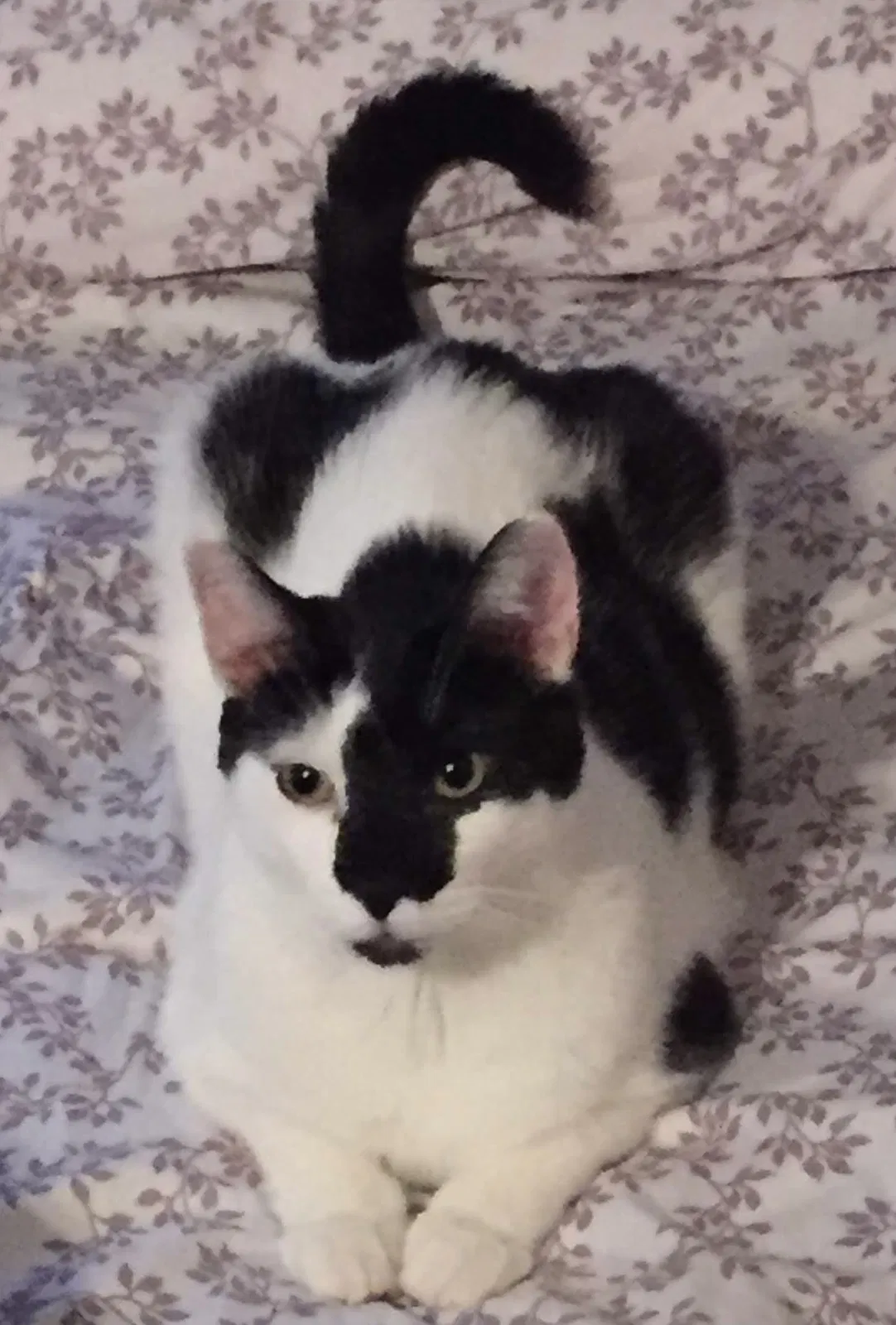 Lost cat in Pequea, PA, 17565