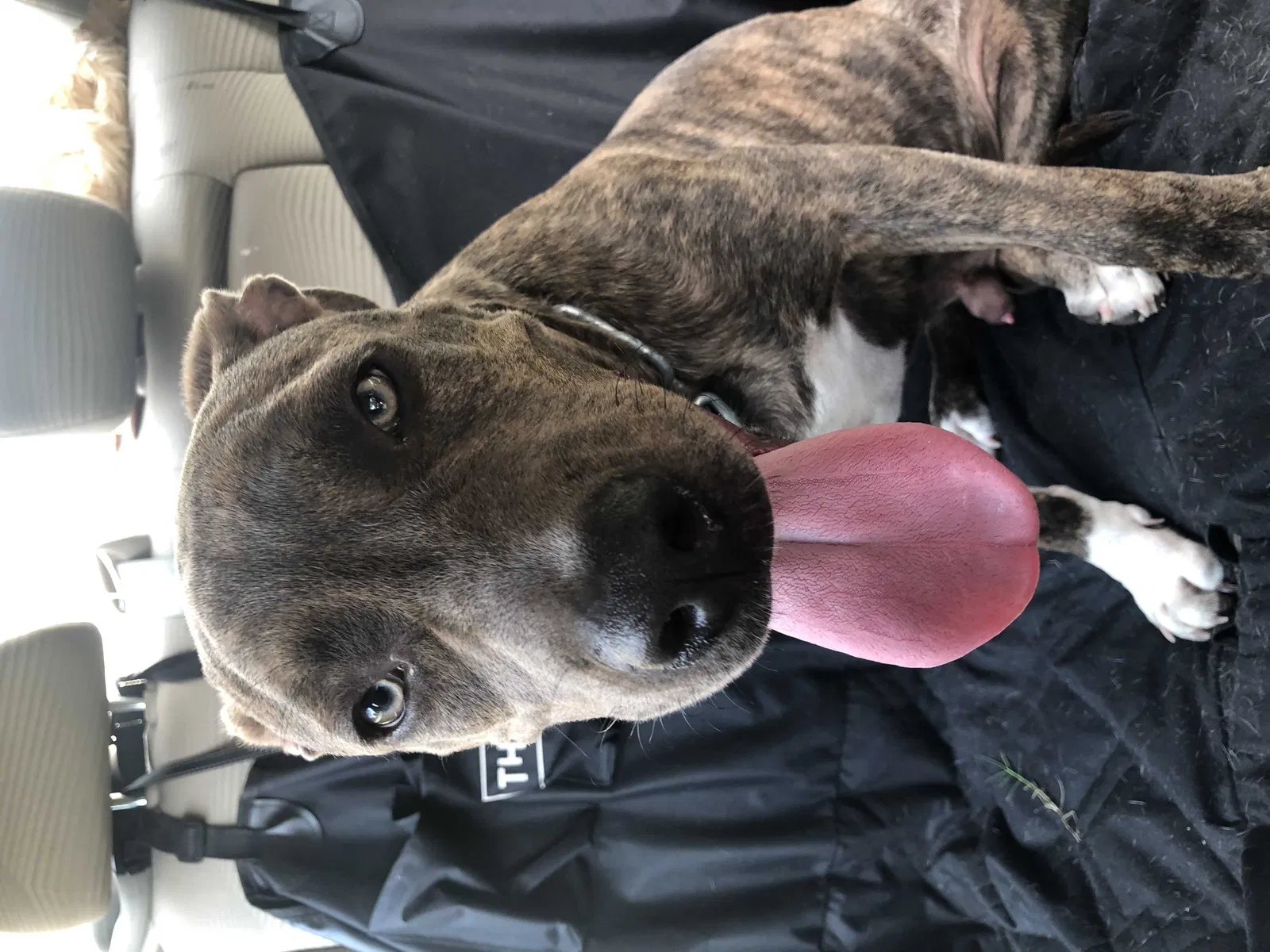Found dog in Fultondale, AL, 35068