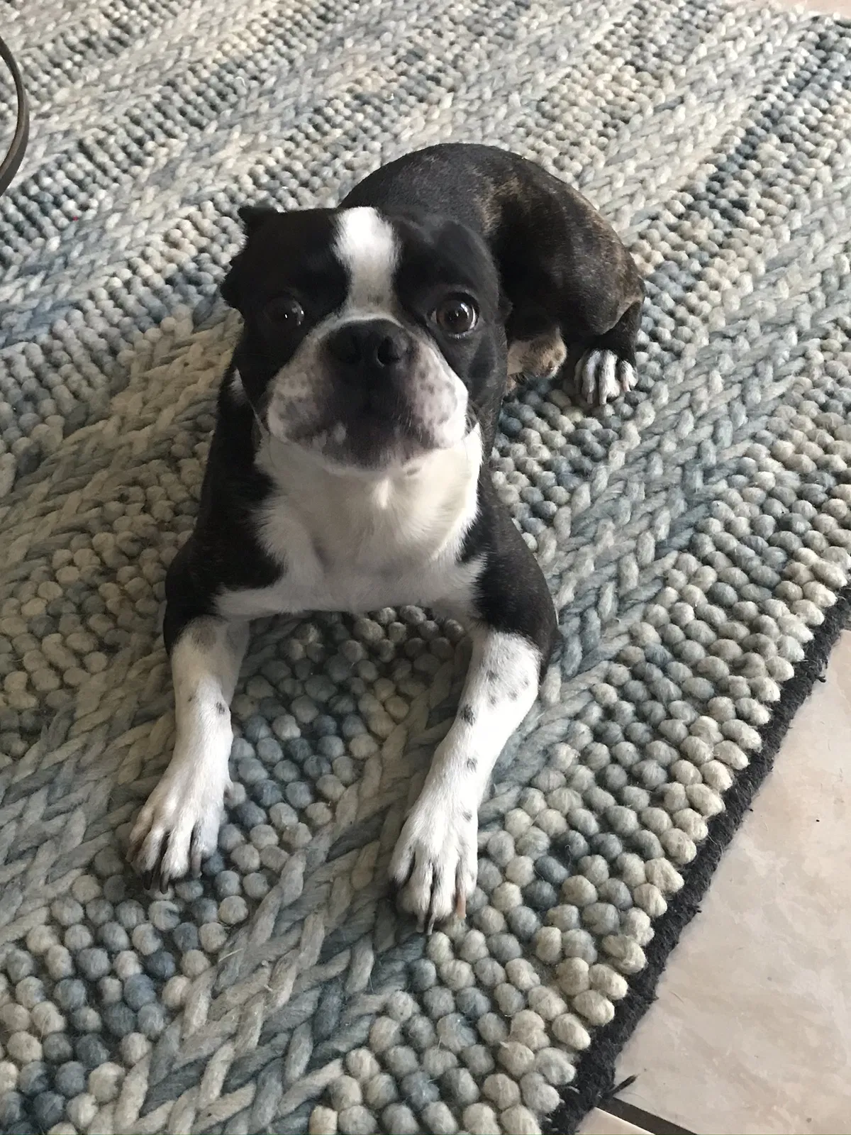 Lost dog in San Diego, CA, 92114