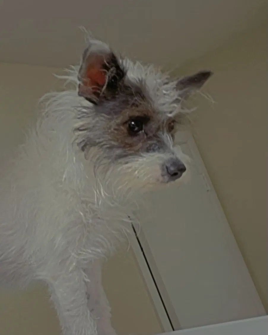 Lost dog in Mundelein, IL, 60060