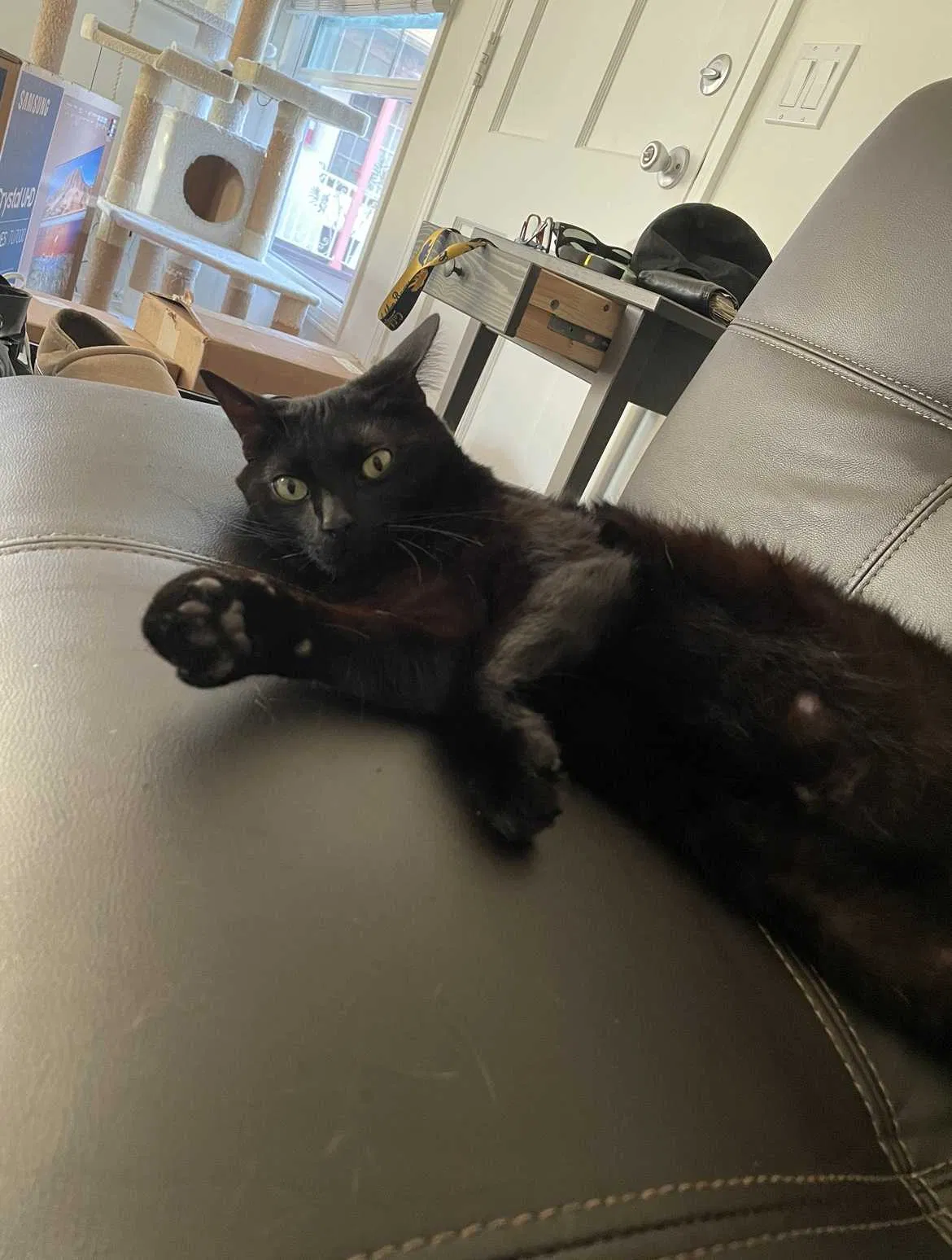 Lost cat in Los Angeles, CA, 90045