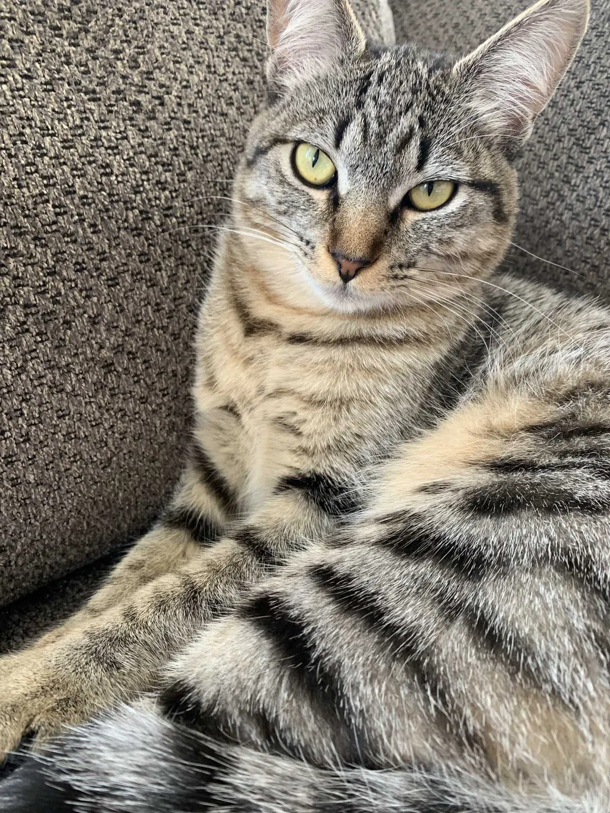 Lost cat in Carlsbad, CA, 92009