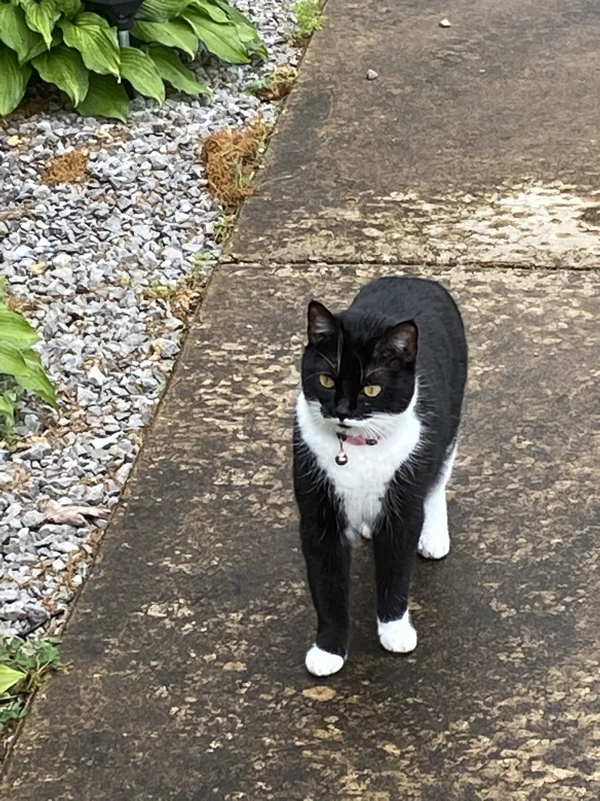 Lost cat in Chattanooga, TN, 37412