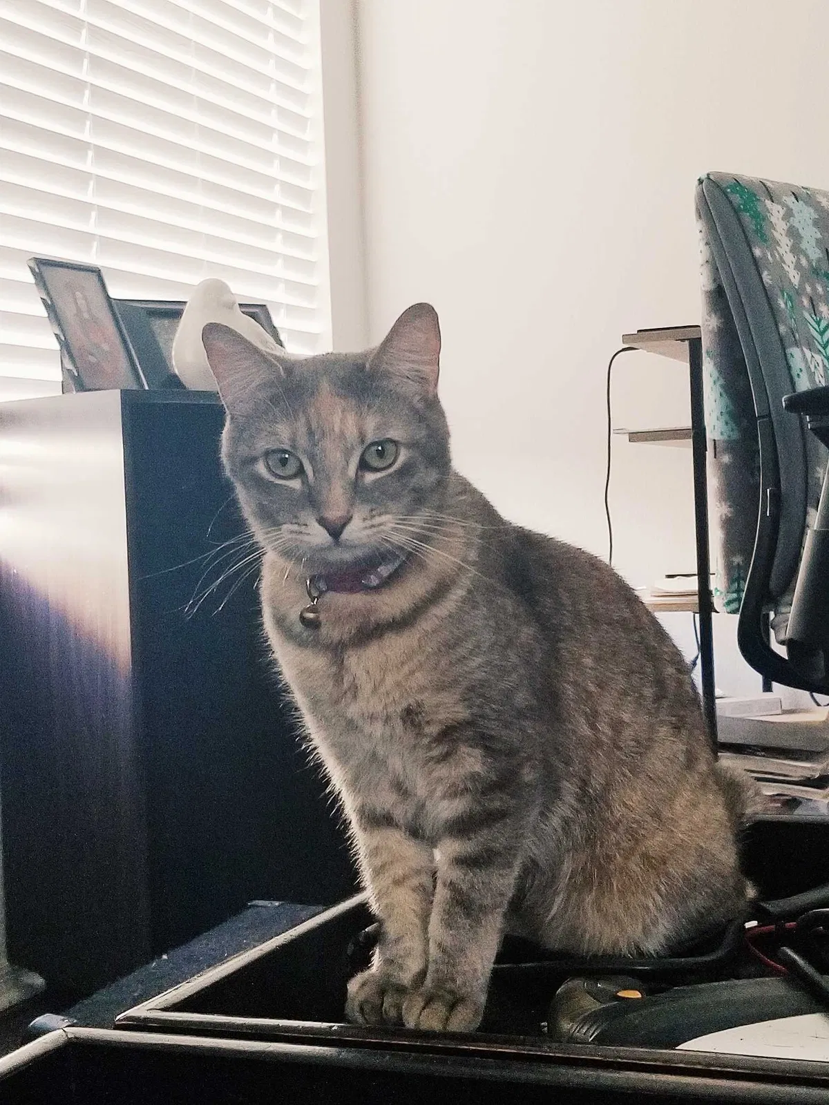 Lost cat in Apache Junction, AZ, 85120
