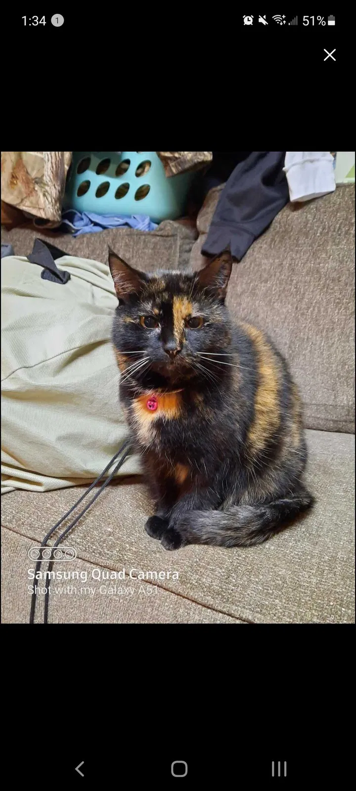 Lost cat in Hazel Green, AL, 35750