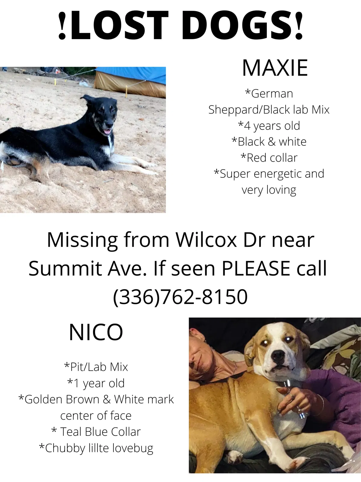 Lost dog in Greensboro, NC, 27405