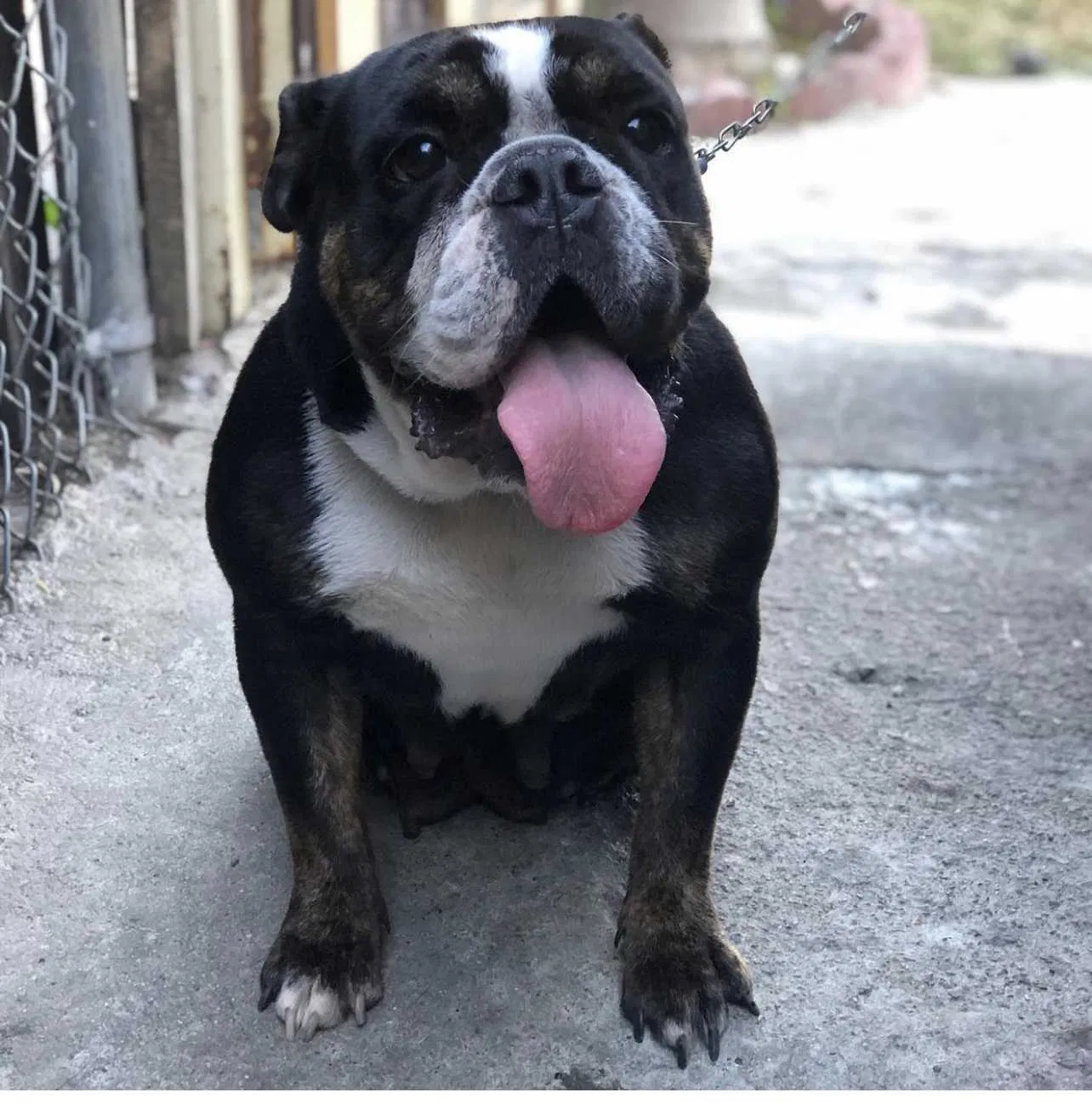 Lost dog in Los Angeles, CA, 90059