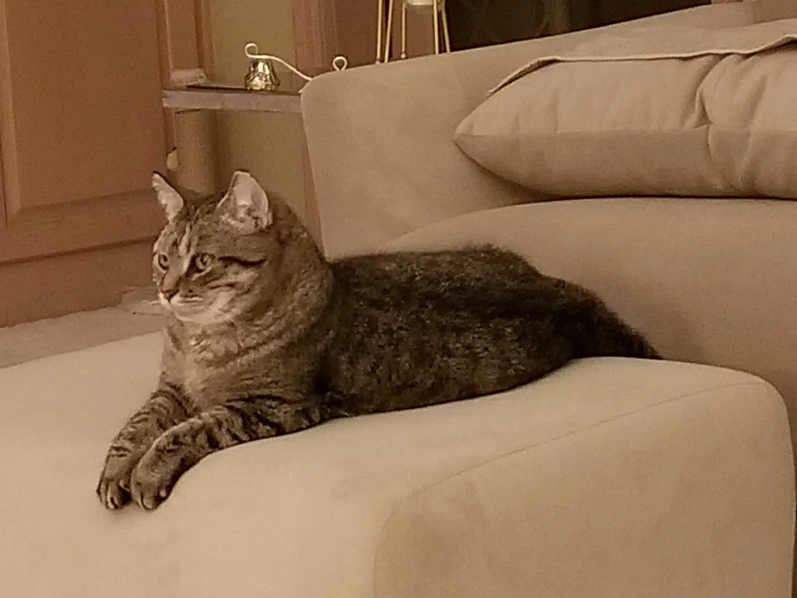 Lost cat in Saint Paul, MN, 55113