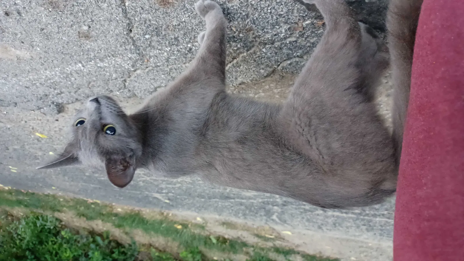 Found cat in Indianapolis, IN, 46227