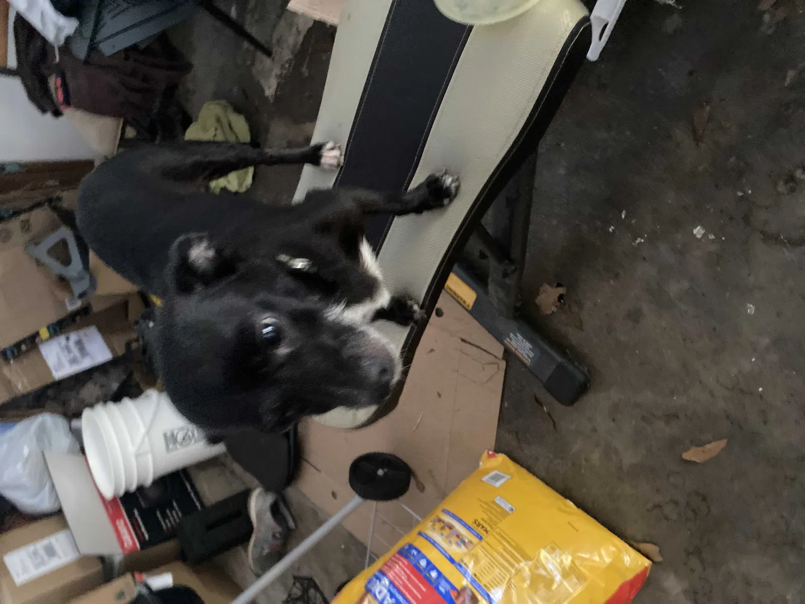 Found dog in Decatur, GA, 30034